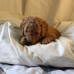 Bernedoodle, Goldendoodle, and Poodle Puppies from Raintree Standard Poodles & Mini Doodles