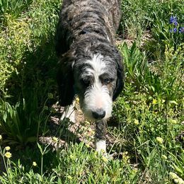 Bernedoodles from Wellsville Bernedoodles