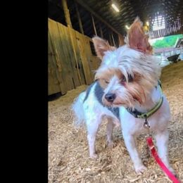 Belgian Malinois, Jack Russell Terriers, and Yorkshire Terriers from Working W Kennels