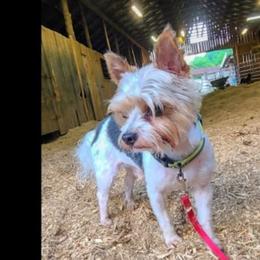 Belgian Malinois, Jack Russell Terriers, and Yorkshire Terriers from Working W Kennels