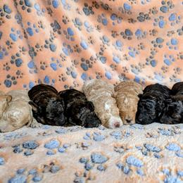Poodle Puppies from Sarah's Poodles