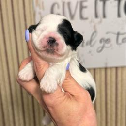 Kingsley - Black and white male Shihpoo puppy in Whitehall 18052, Pennsylvania from Lilli’s Shih tzus and Shih poos