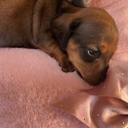Sophie - Wild boar female Dachshund puppy in Proctor, Montana from Blue Star Dachshunds
