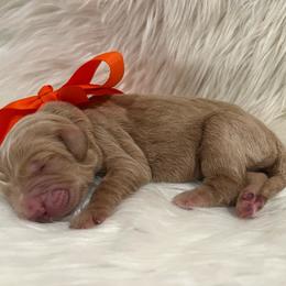 Orange Girl - Cream female Goldendoodle puppy in The Woodlands, Texas from Gracie's Goldendoodles and Bernedoodles of The Woodlands