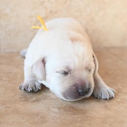 Mr. Gold - Yellow male Labrador Retriever puppy in Pasco, Washington from ROCK CREEK LABRADORS