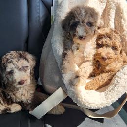 Aussiedoodle puppies from The Cuddly Dood Ranch