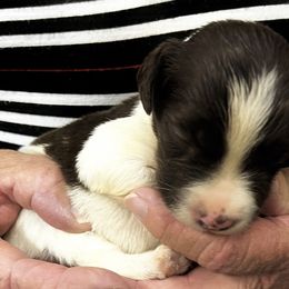 Nala girl 4 - Liver and white female Brittany puppy in Floyd Knobs, Indiana from Cross Creek Brittanys