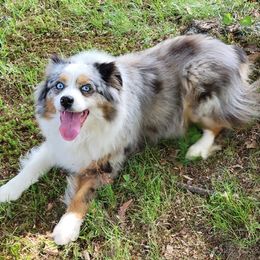 Miniature Australian Shepherds from Cross's Wigglebutts