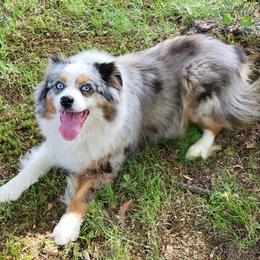 Miniature Australian Shepherds from Cross's Wigglebutts