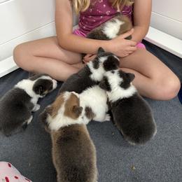 American Corgi and Pembroke Welsh Corgi Puppies from Coastal country Farms