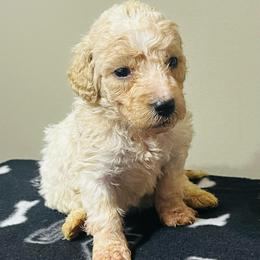 Cotton - Cream male Goldendoodle puppy in Baldwin, Georgia from Simmons F1b Goldendoodles