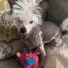 Chinese Crested Puppies from Chinese Crested