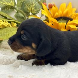Dove - Black and tan female Dachshund puppy in Exeter, California from Sawtooth Miniature Dachshunds