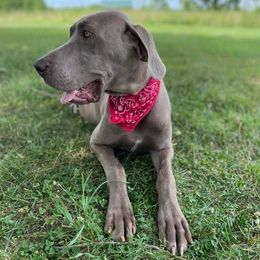 Elsa - Great Dane