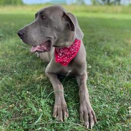 Elsa - Great Dane