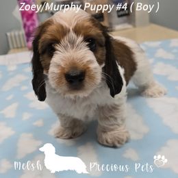 Puppy 4 by Birth order ( Boy 2 ) - Piebald male Dachshund puppy in Anamosa, Iowa from Melsh Precious Pets