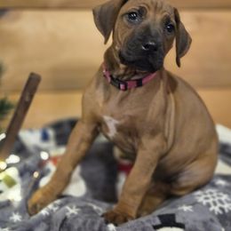 Leoch Pink Snap On Collar - Rd whtn blk nose female Rhodesian Ridgeback puppy in Gaffney, South Carolina from Circle D Farms