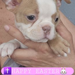 Pink collar Girl - Seal and white Boston Terrier puppy in Versailles, Indiana from Benhams Bostons