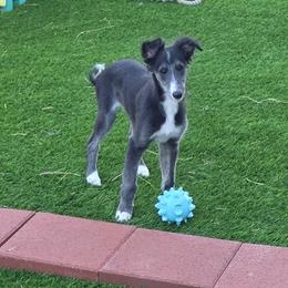 Vice - Seal male Silken Windhound puppy in Hanna, Oklahoma from Daybreak Silken Windhounds