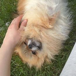 Pomeranian puppies from Willow Dove Pugs