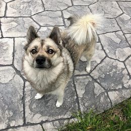 Pomskies from Aunt Bea’s Puppies