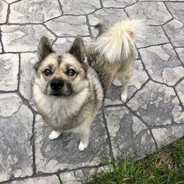 Pomskies from Aunt Bea’s Puppies