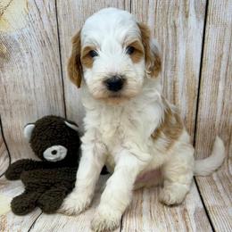 Brown Male - Parti male Goldendoodle puppy in Great Falls, Montana from Montana Goldendoodles