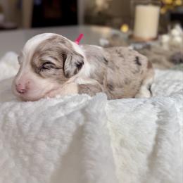 Magenta Collar - Merle female Sheepadoodle puppy in Indiahoma, Oklahoma from Farm Fresh Doodles