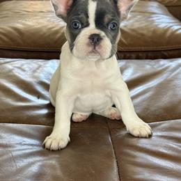 French Bulldog Puppies from Fiddyment Farm Frenchies