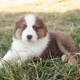 Charity - Red tri-color female Australian Shepherd puppy in Red Bud, Illinois from Authentic Aussies