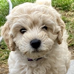 Australian Labradoodle Puppies from Tiny Treasures Australian Labradoodles