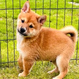 Suiiki - Red male Shiba Inu puppy in Chelsea, Oklahoma from Elite Puppies of Oklahoma, LLC