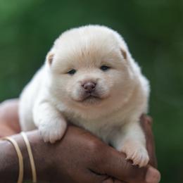 Boy 5 - Cream male Shiba Inu puppy in Hephzibah, Georgia from Evenfalls Shiba Inu