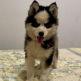 Girl 4 - female Pomsky puppy in Bunch, Oklahoma from Madden Mountain Pomskies