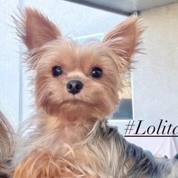 Yorkshire Terrier Puppies from Heaven_sent_toy_yorkies