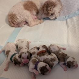 Cavapoo Puppies from Crystal Coast Cavapoodles