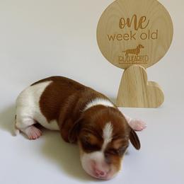 Dachshund Puppies from Truehearted Miniature Dachshunds