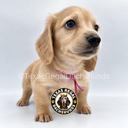 Stella - Cream female Dachshund puppy in Houston, Texas from Texas Regal Dachshunds LLC
