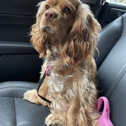 Sienna - Cocker Spaniel