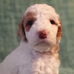 Australian Labradoodles from J & D Australian Labradoodles
