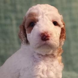 Australian Labradoodles from J & D Australian Labradoodles