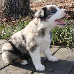 Mitsuri - Blue merle female Australian Shepherd puppy in Macon, Georgia from Shaina’s Shepherds