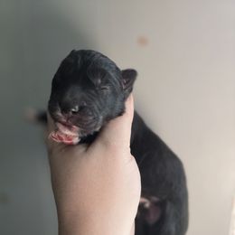 Black girl 1 - Black and white female Siberian Husky puppy in East Otto, New York from Howling Huskies