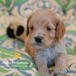 Cockapoo Puppies from Chesley Hill Cockapoos