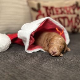 Goldendoodle Puppies from S_and_b_doodles