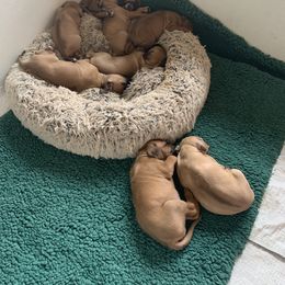 Rhodesian Ridgeback Puppies from Lyonnese Rhodesian Ridgebacks