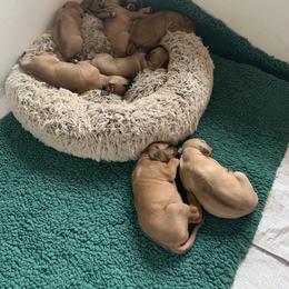 Rhodesian Ridgeback Puppies from Lyonnese Rhodesian Ridgebacks