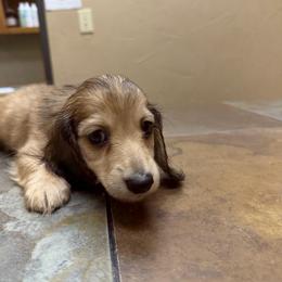 Dose - Cream male Dachshund puppy in Irving, Texas from DFW Dachshunds by G & S