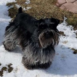 Sasha - Miniature Schnauzer