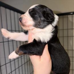 Ivy - Black tri-color female Australian Shepherd puppy in Anniston, Alabama from All Hale Aussies